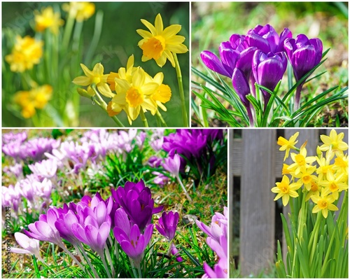 Fototapeta Naklejka Na Ścianę i Meble -  Frühlingsgruß