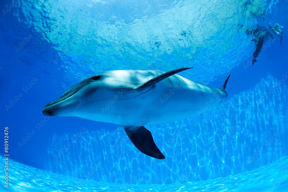 Obraz premium Dolphin swims under the water