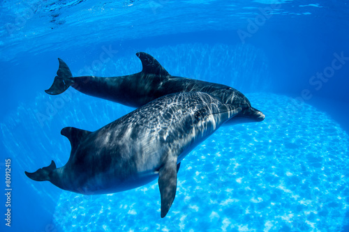 Dolphins couple swims under the water