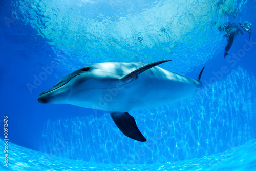 Dolphin swims under the water