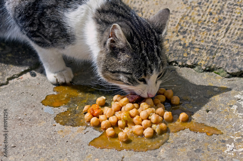 Gato comun comiendo garbanzos del cocido en el suelo