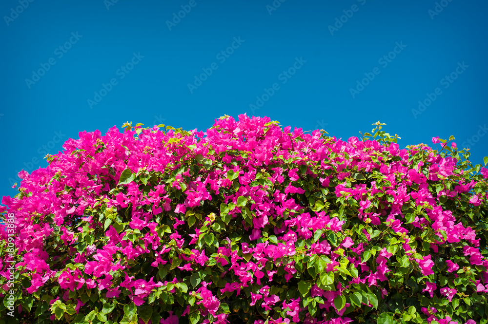 Flowering bush on the hotel in Egypt