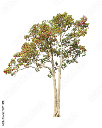 Dipterocapus Intricatus, blossoming tropical tree