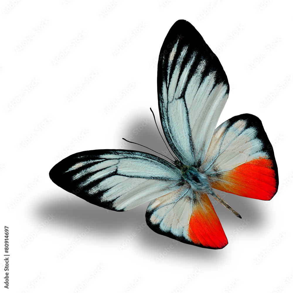Naklejka premium Beautiful Flying Red Butterfly (Orange Gull in fancy color) with