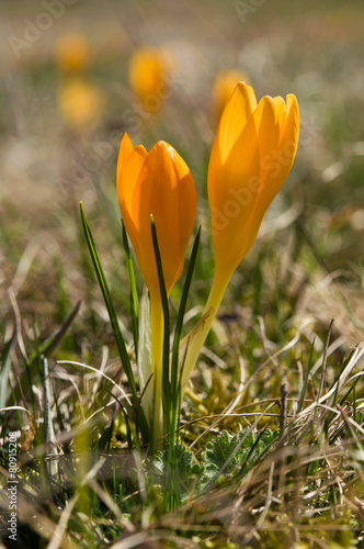 Crocus flavus