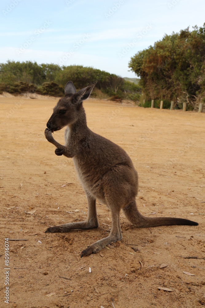 Känguru
