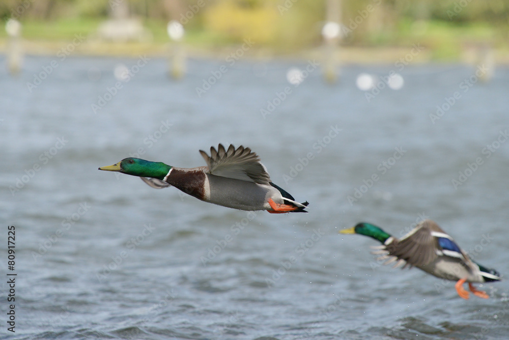 Mallard, Anas platyrhynchos Mallard, Anas platyrhynchos