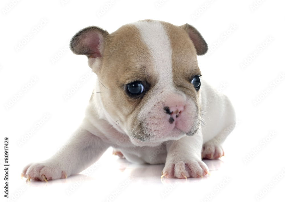 puppy french bulldog