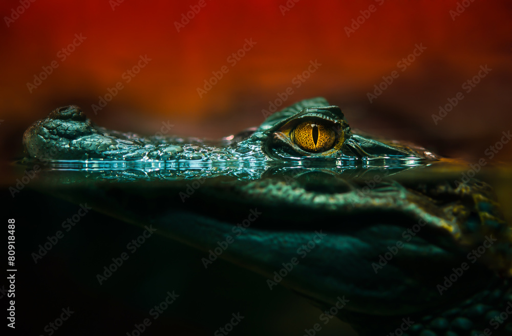 Fototapeta premium krokodyl aligator z bliska