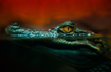 Handdoek met foto Krokodil Krokodillenkop extreem dichtbij  © kirpad