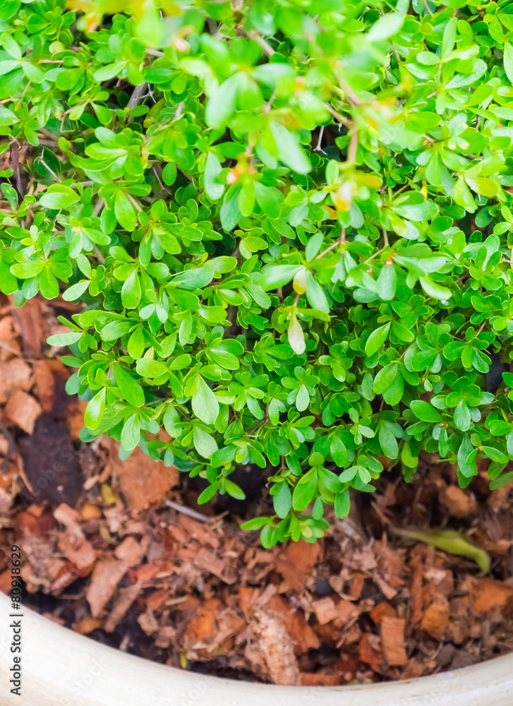 Obraz premium Green plant from top view