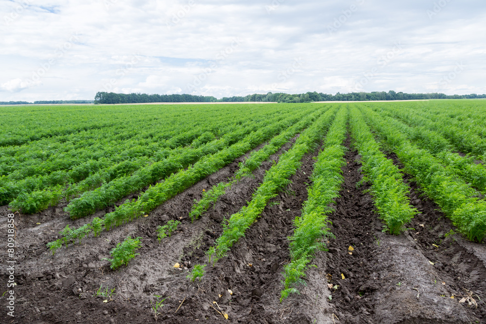 Carrots growing on a field in summer Carrots growing on a field in summer