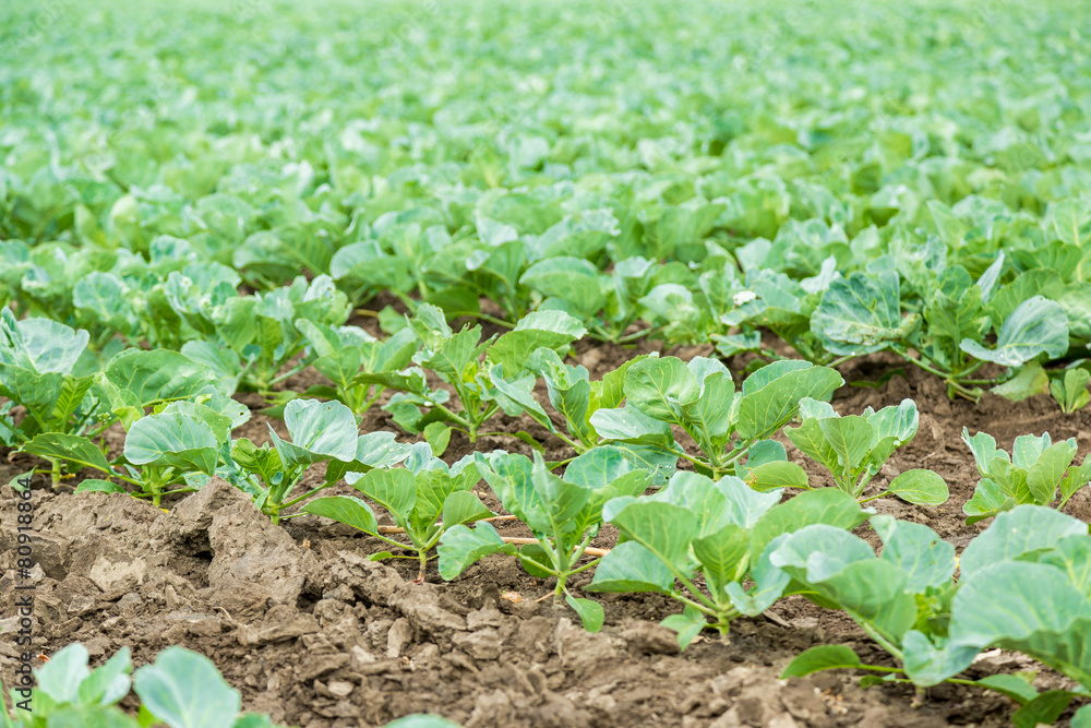 Cabbage field Cabbage field