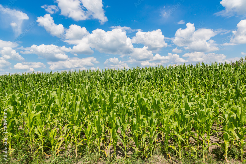 Green corn field Green corn field