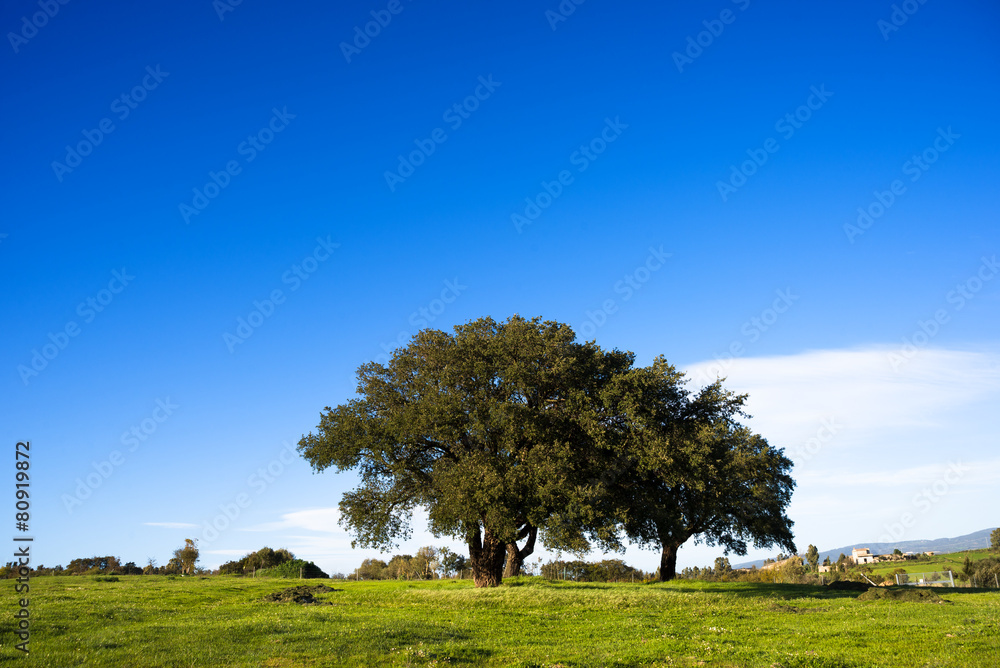 Fototapeta premium Sardegna, querce e campagna in primavera