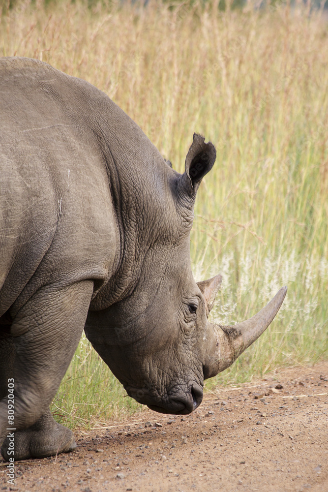 Obraz premium A Rhinoceros in an African Game Park