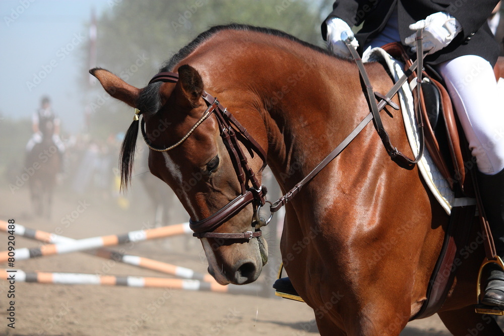 Fototapeta premium Portrait of sport brown horse during show