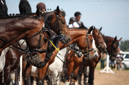 Horse portraits during competition © virgonira