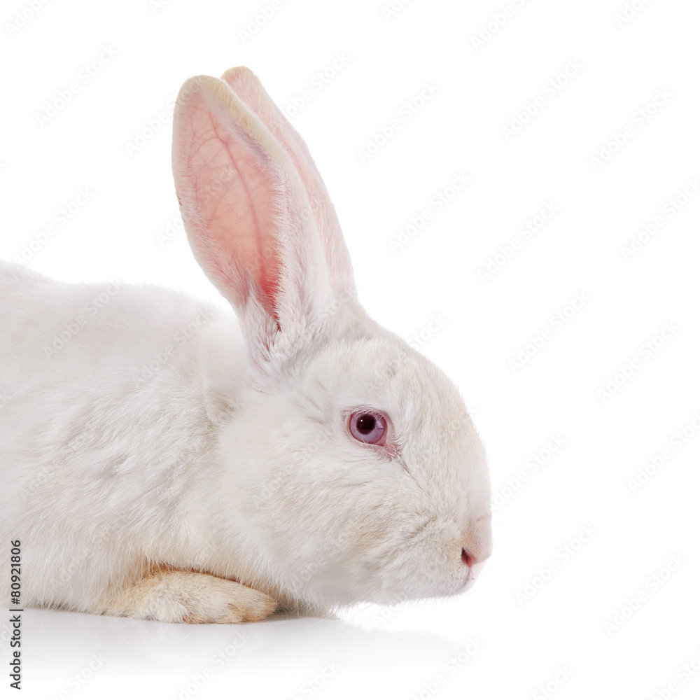Portrait of a white rabbit with red eyes.