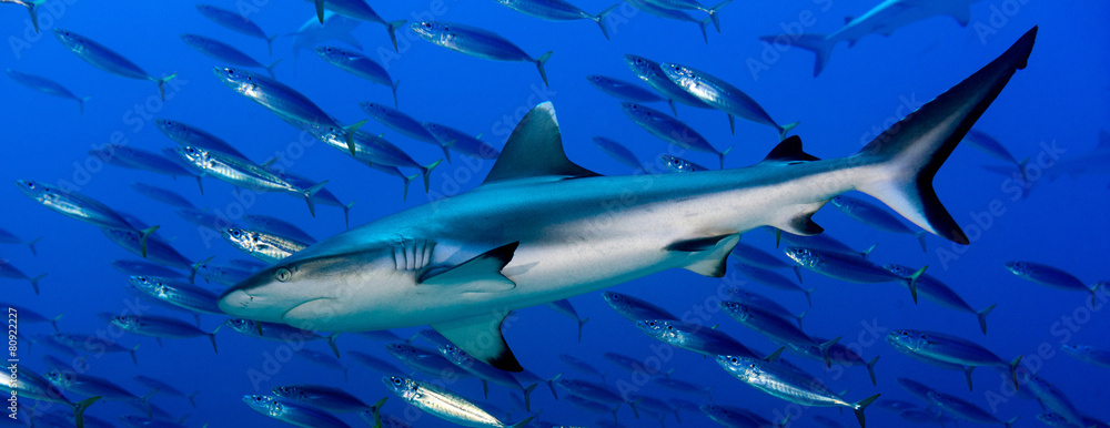 Fototapeta premium Grey shark jaws ready to attack underwater close up portrait