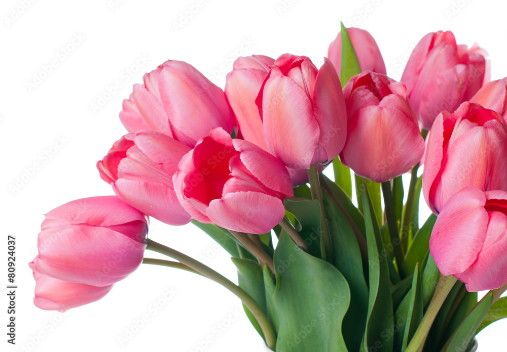 fresh pink tulips