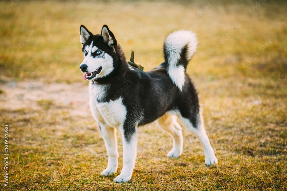 Young Happy Husky Puppy Eskimo Dog