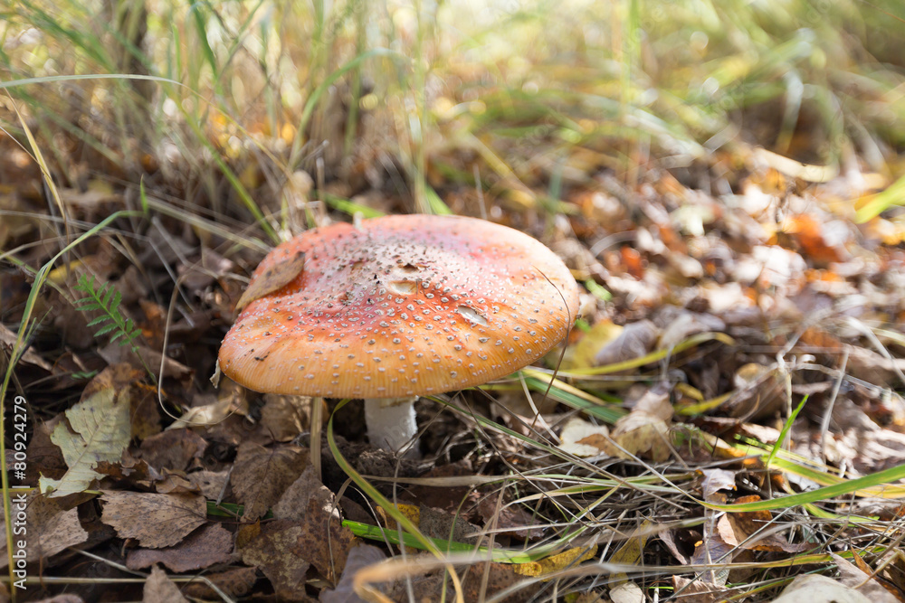 Mushroom among grass and leaves Mushroom among grass and leaves