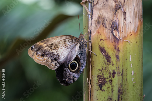 Achilles Morpho Butterfly photo