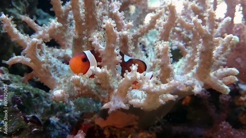 Two Clownfish playing in water to coral, hd video photo