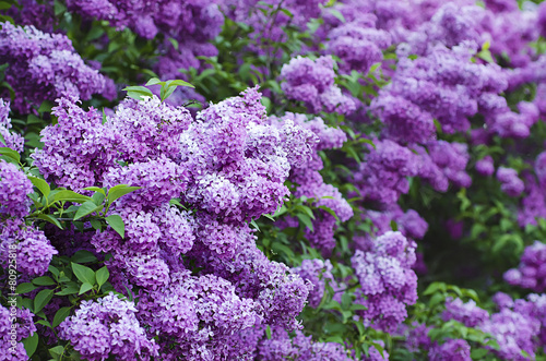 Branch of lilac flowers