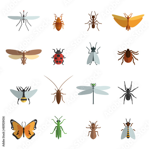 Insect Icon Flat © Macrovector