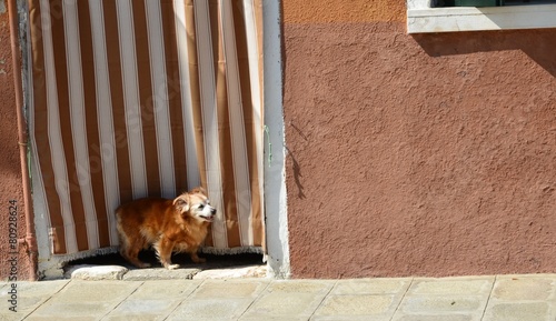 Le petit chien en attente photo