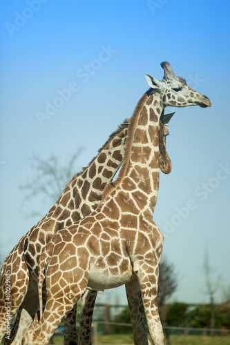 Fototapeta Naklejka Na Ścianę i Meble -  Couple of giraffes