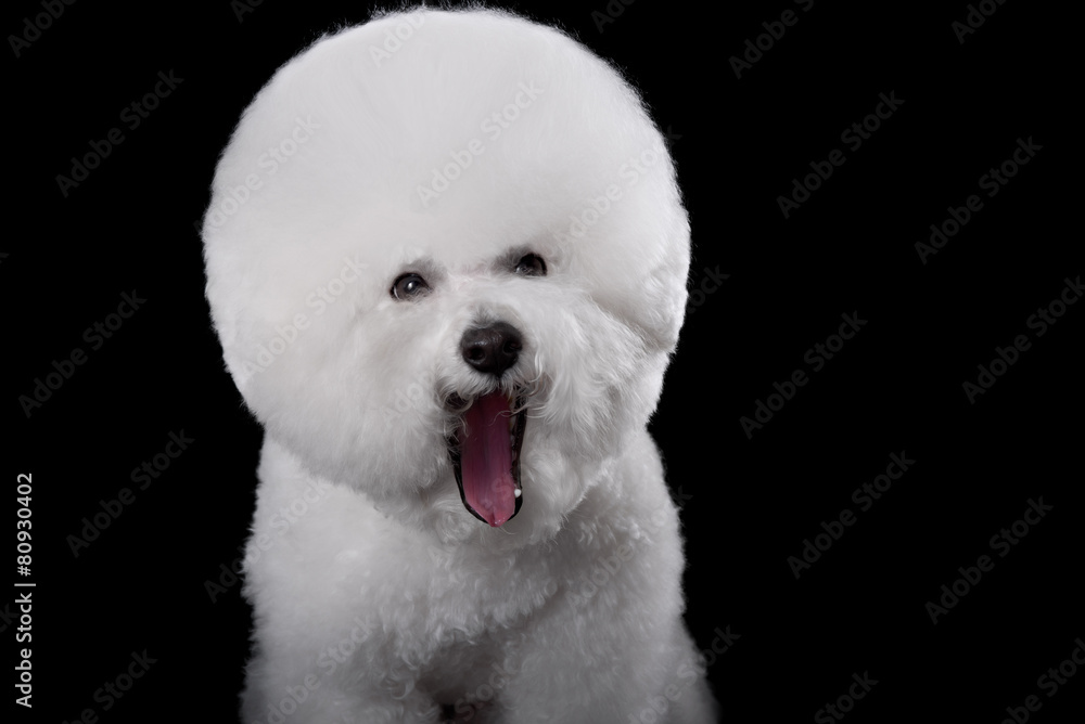 Obraz premium bichon frise