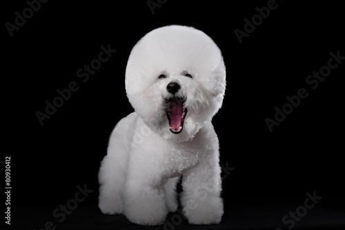 bichon frise photo