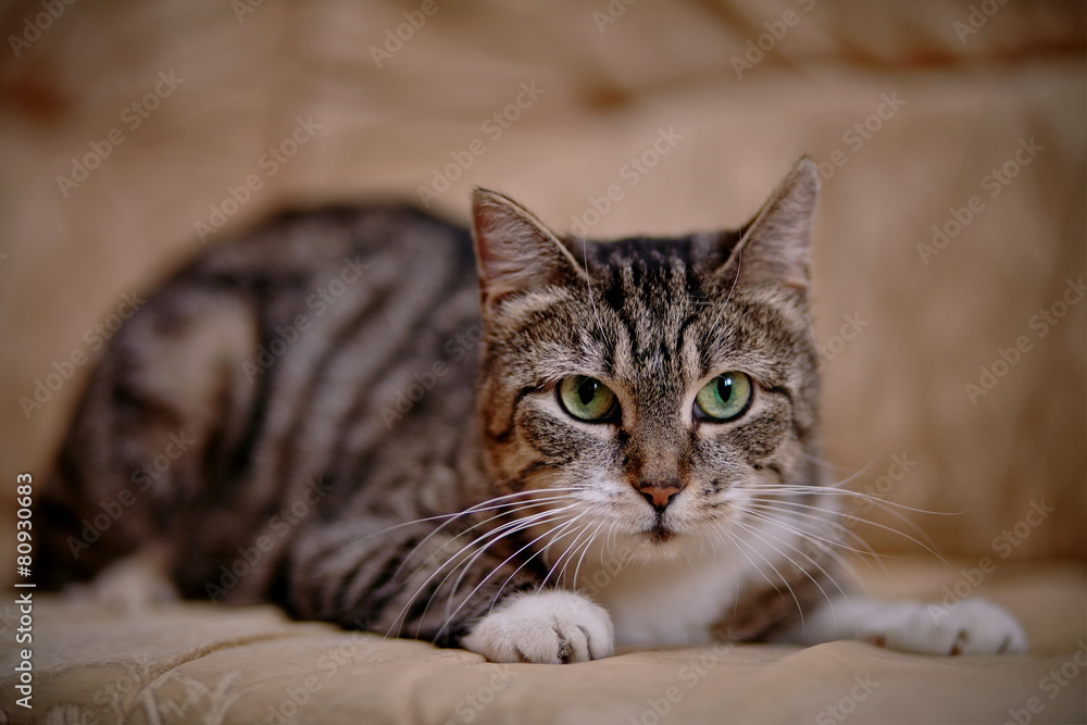 Gray striped cat with green eyes. Gray striped cat with green eyes.