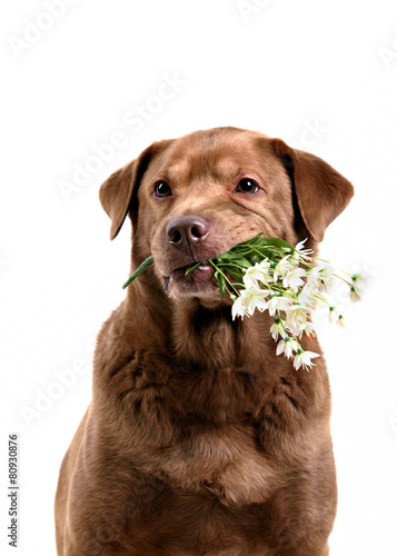 Fototapeta Naklejka Na Ścianę i Meble -  dog holding flowers