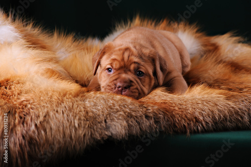 Puppy of Dogue de Bordeaux French mastiff