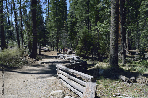 Sequoia forest, Yosemite National Park, California