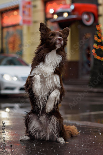 Border Collie dog perform tricks in the center of Moscow
