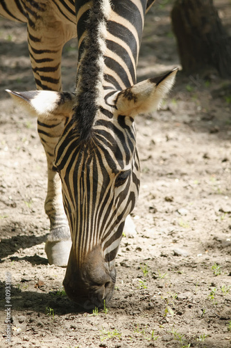 zebra leaning to the ground