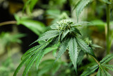 Medical marijuana in an indoor grow facility