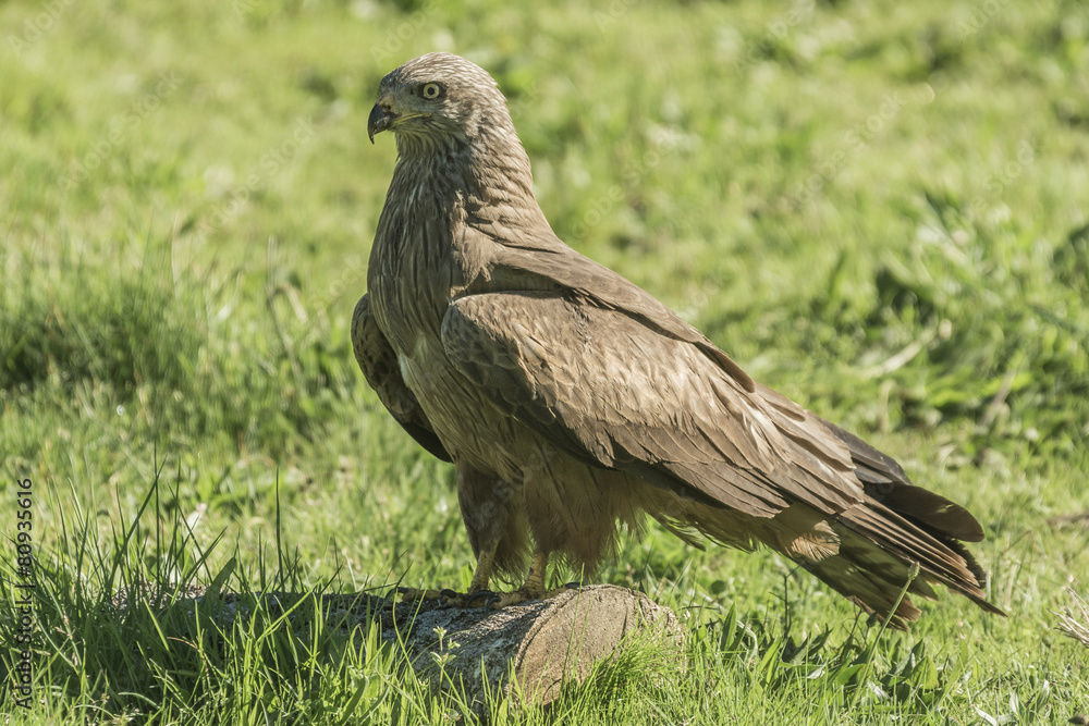 Obraz premium black kite