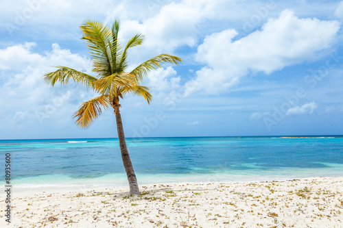 Fototapeta Naklejka Na Ścianę i Meble -  Lone Palm Tree on Beach on Tropical Island