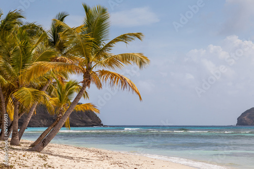 Palm Trees on Beautiful Beach of Tropical Island