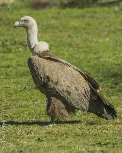 griffon vulture © fsanchex