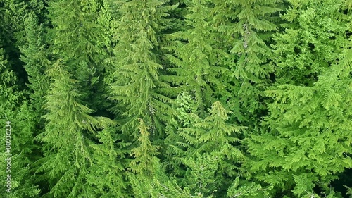 Wallpaper Mural Flying Over Pine Forest Torontodigital.ca