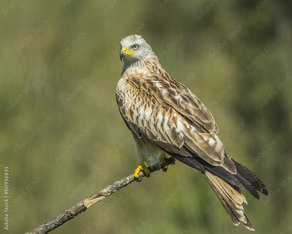 red kite red kite