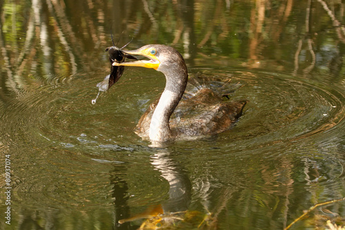 Double-crested Cormorant with a fish photo