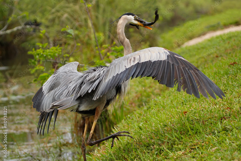 Obraz premium Great blue heron with a catch